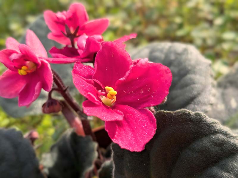 濃いピンクのセントポーリア