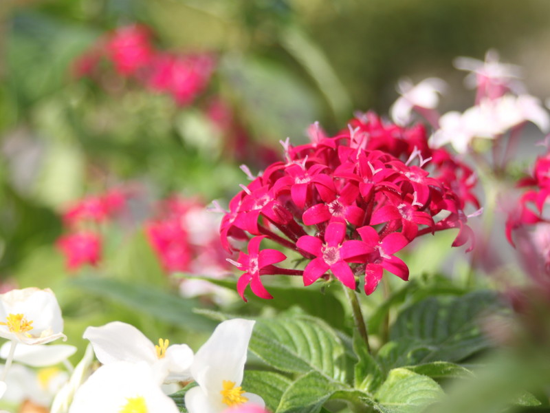 濃いピンクのペンタス2