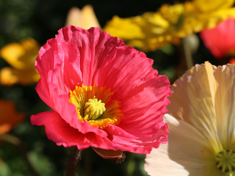 濃いピンクのポピー