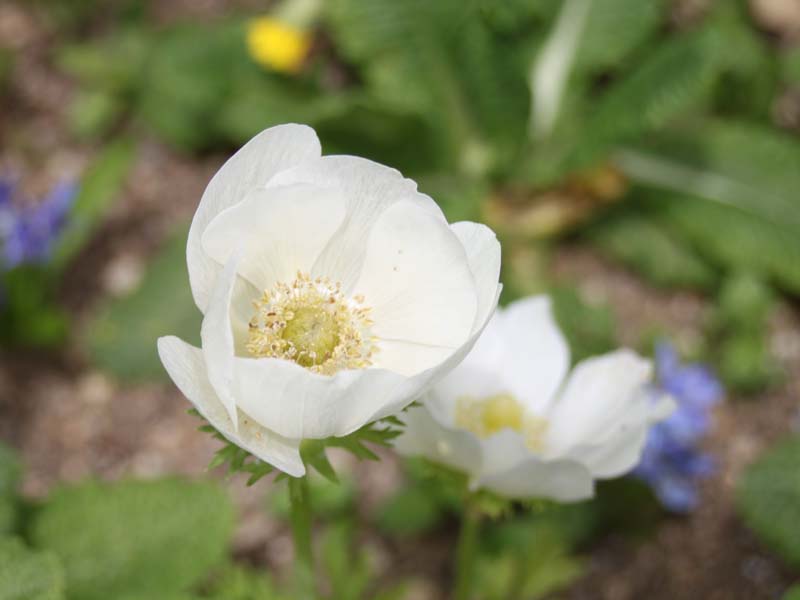 白いアネモネ3