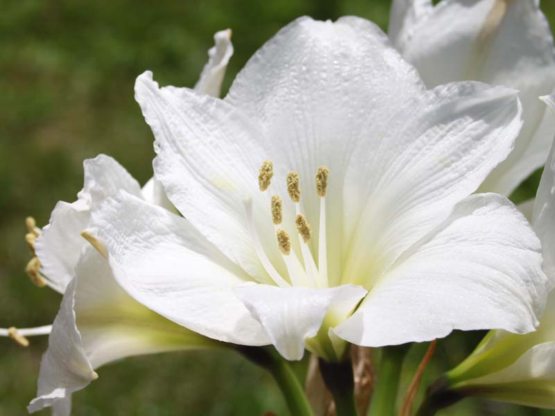白いアマリリス