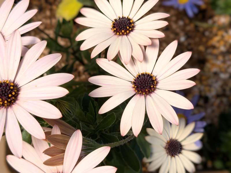 白いオステオスペルマム