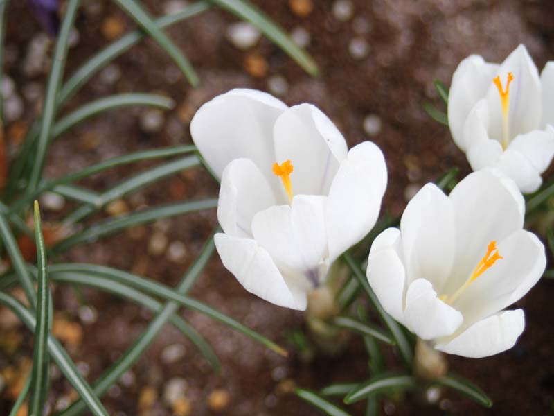 白いクロッカス2