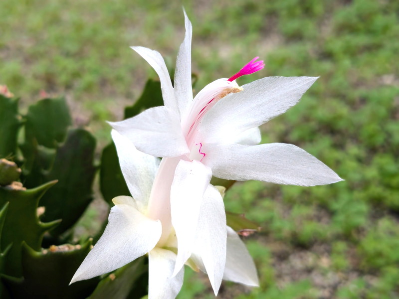 白いシャコバサボテン