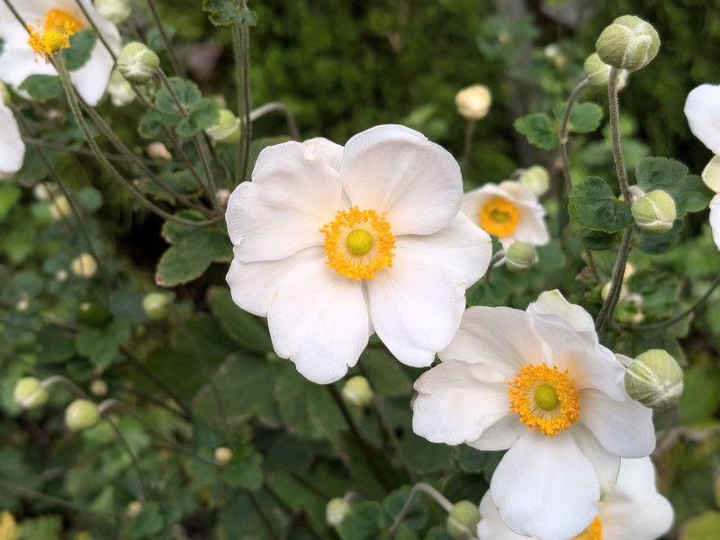 白いシュウメイギク