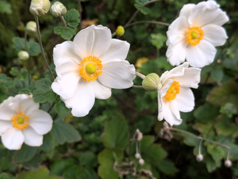 白いシュウメイギク2