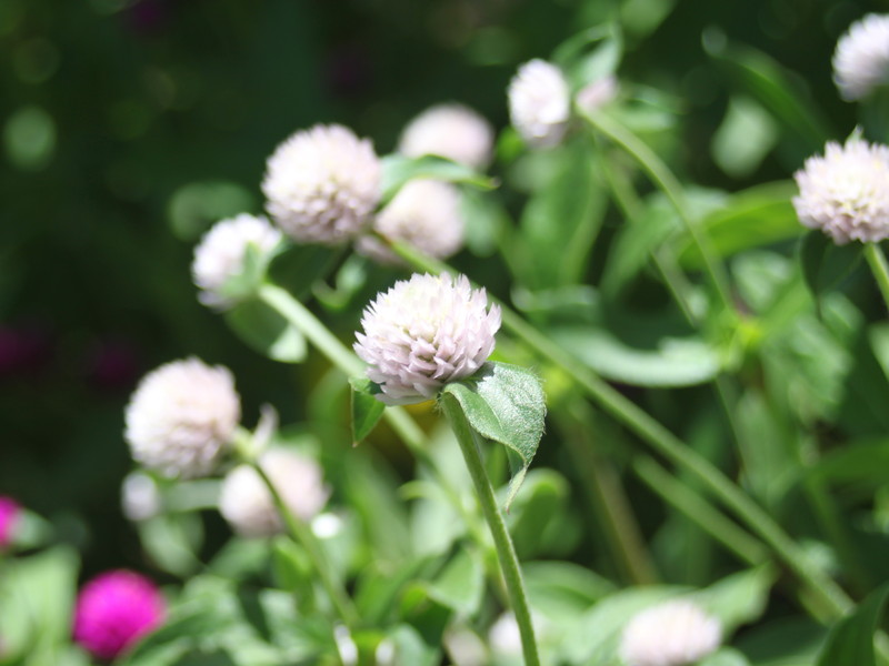 白いセンニチコウ2