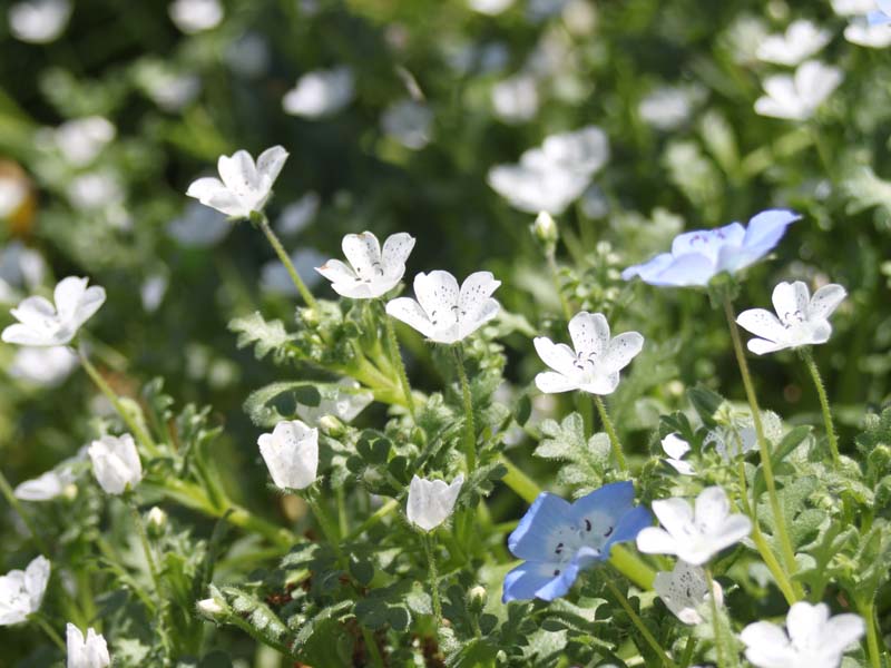 白いネモフィラ1
