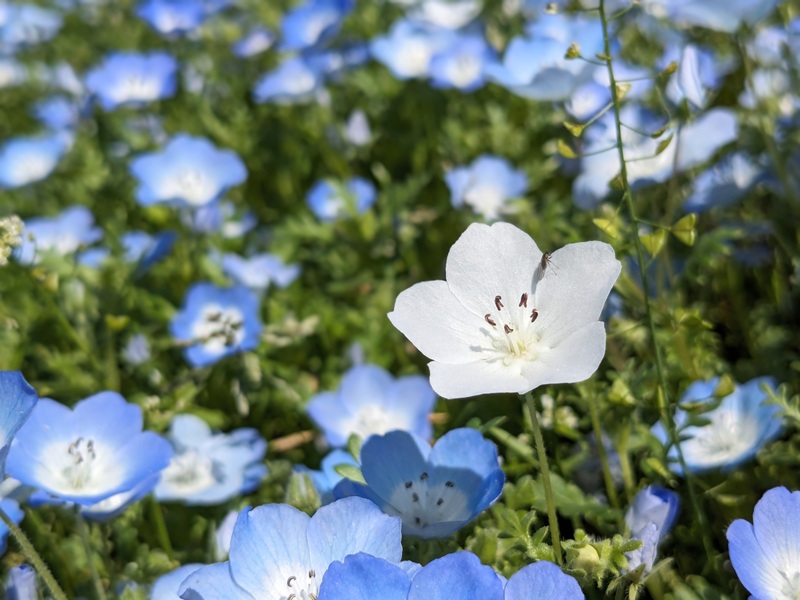 白いネモフィラ2