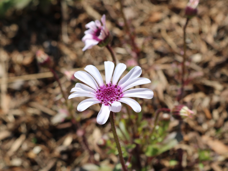 白いフェリシア