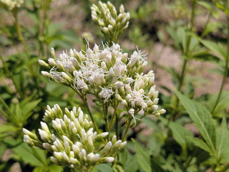 白いフジバカマ