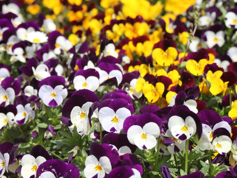 白と紫などのビオラ
