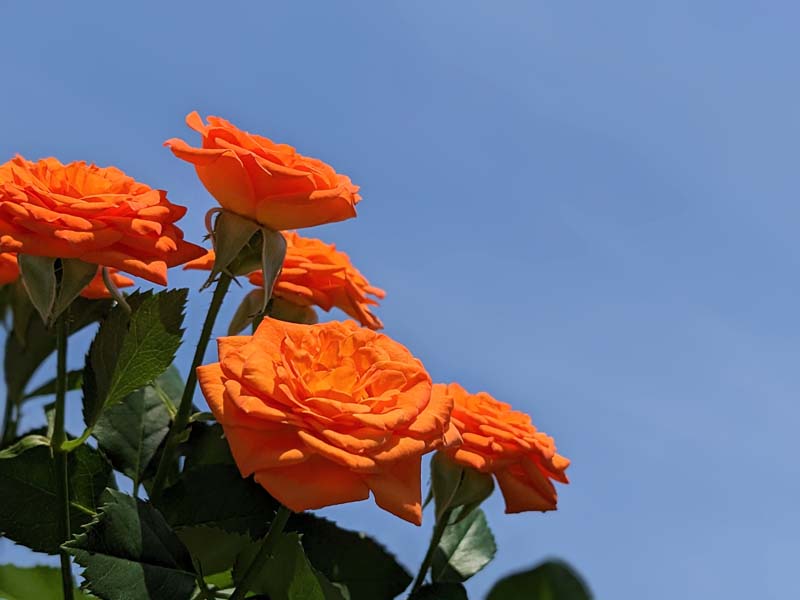 空とオレンジのバラ