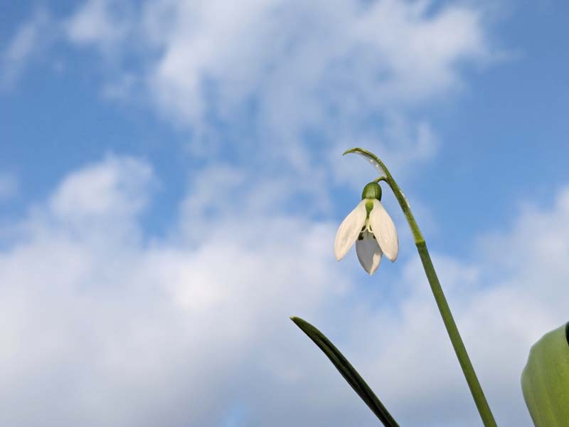 空とスノードロップ2