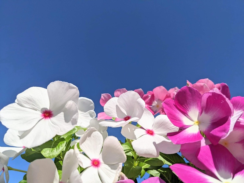 空とニチニチソウ2