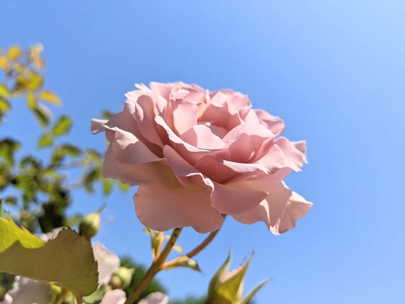 空とピンクのバラ