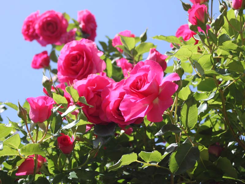 空とピンクのバラ3