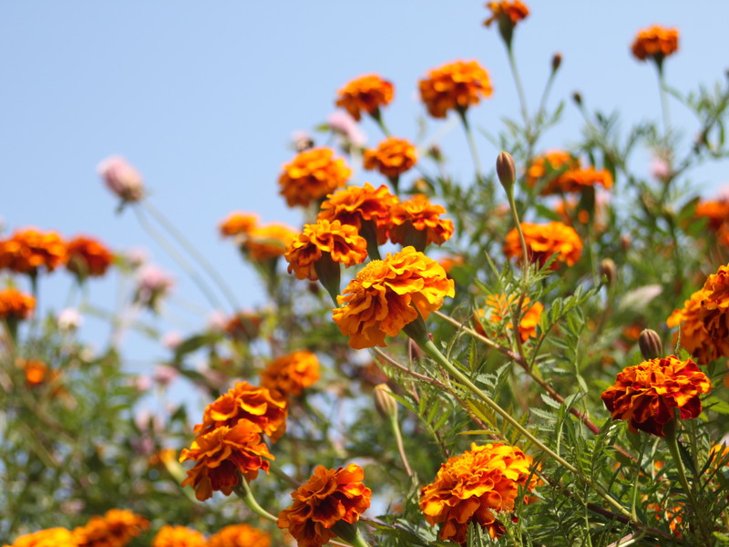 空とマリーゴールド