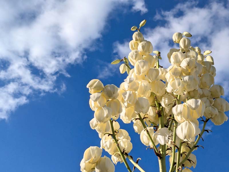空とユッカラン
