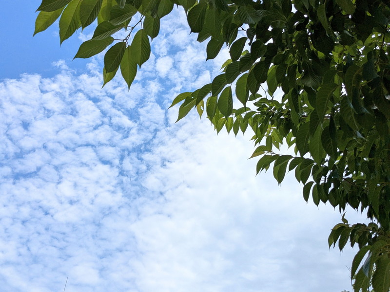 空と木の葉