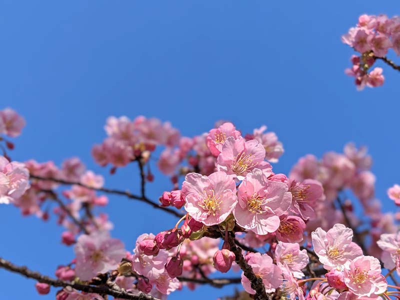 空と河津桜