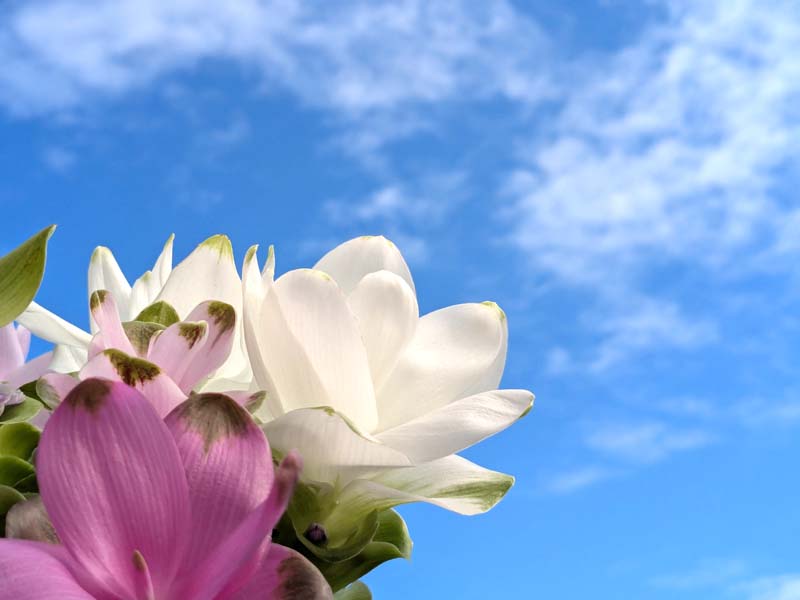 空と白いクルクマ