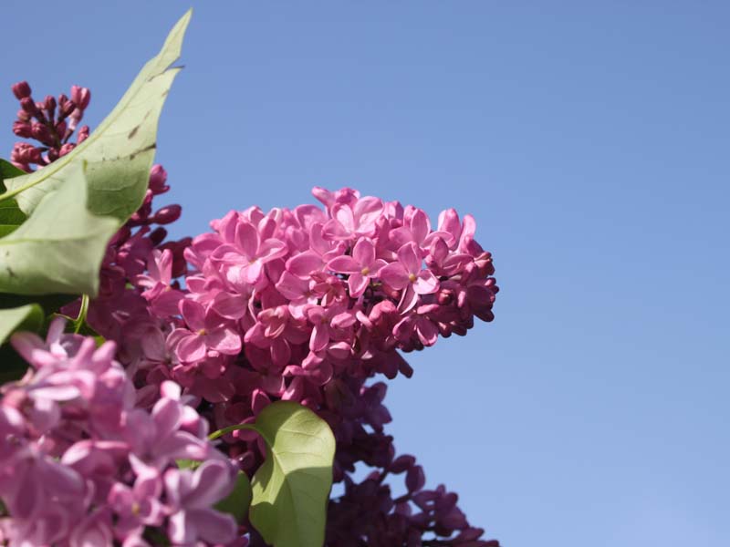 空と紫のライラック