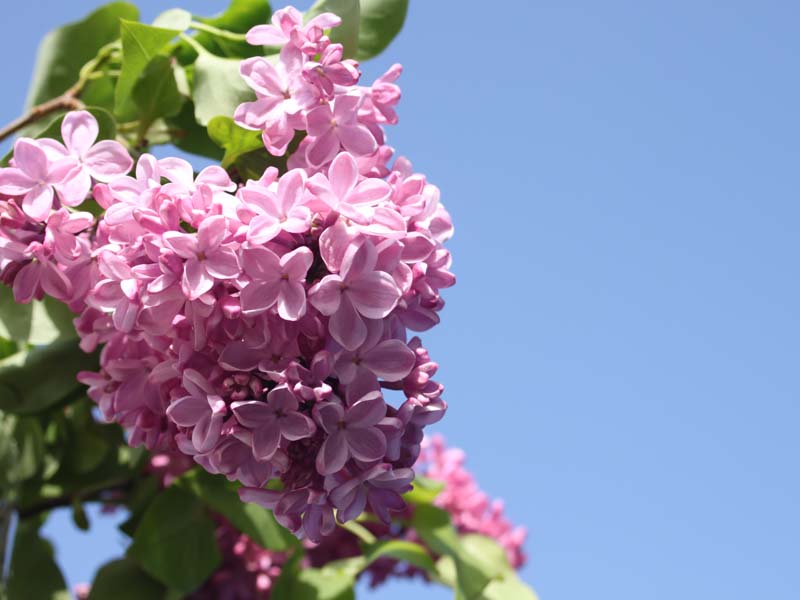 空と紫のライラック2