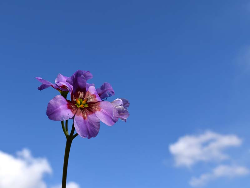 空と紫のリューココリーネ