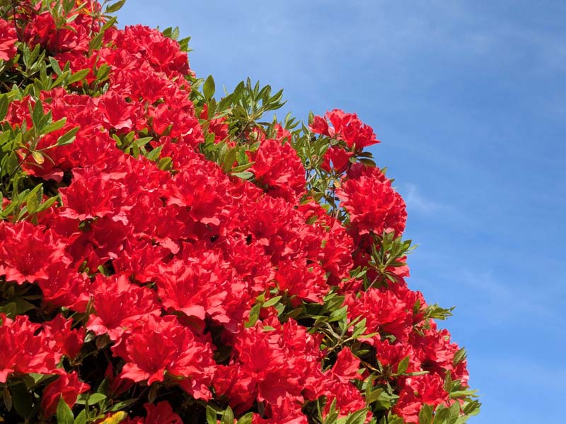 空と赤いツツジ