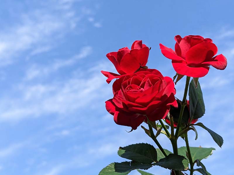 空と赤いバラ