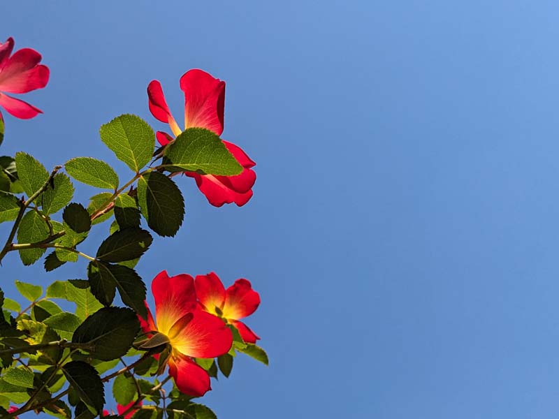 空と赤い一重咲きバラ