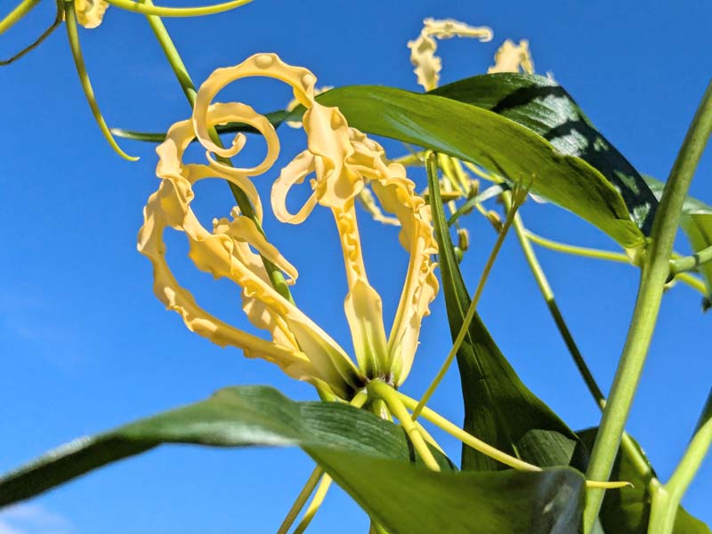 空と黄色いグロリオサ
