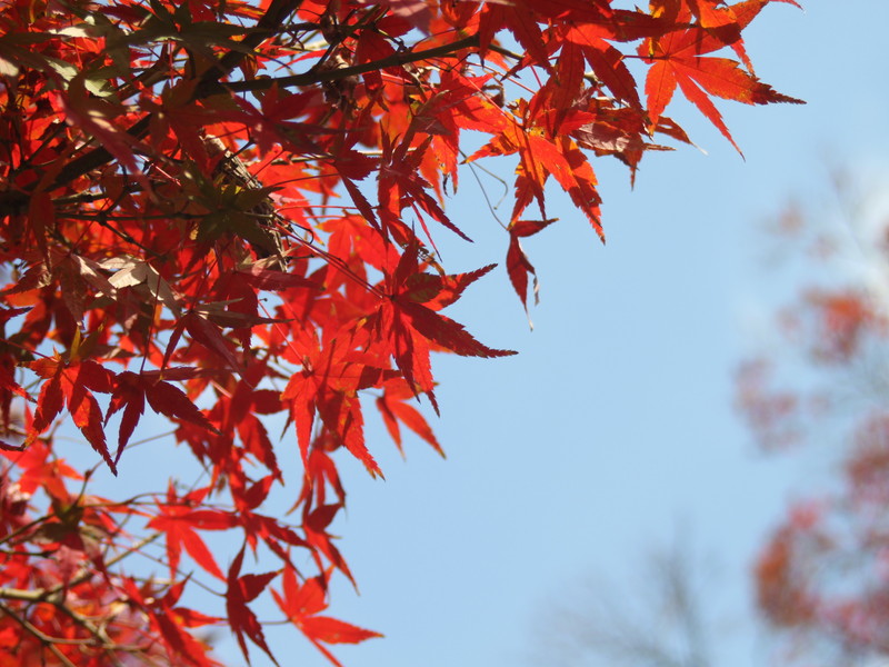 紅葉9