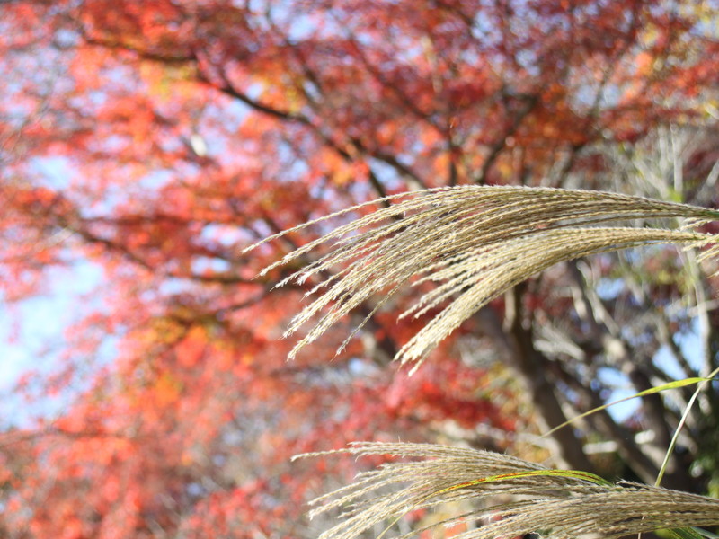 紅葉背景のススキ
