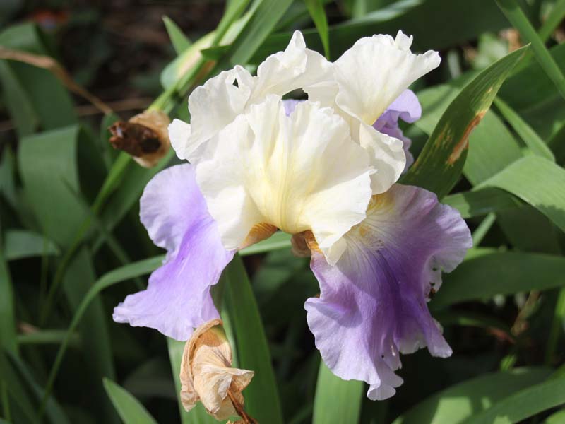 紫とクリーム色のジャーマンアイリス