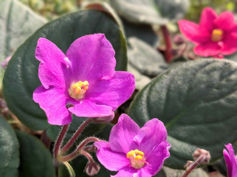 紫のセントポーリア