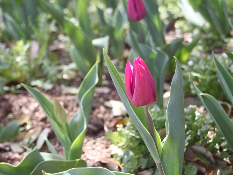 紫のチューリップ2