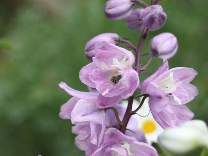 紫のデルフィニウム2