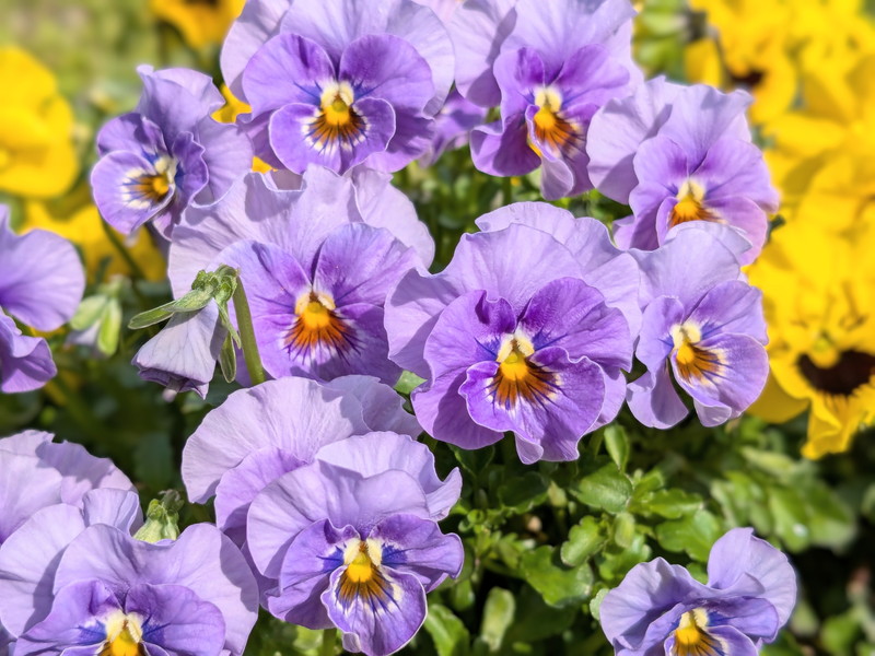 紫のフリル咲きビオラ