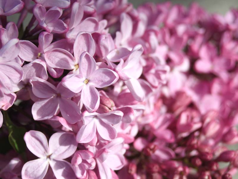 紫のライラック