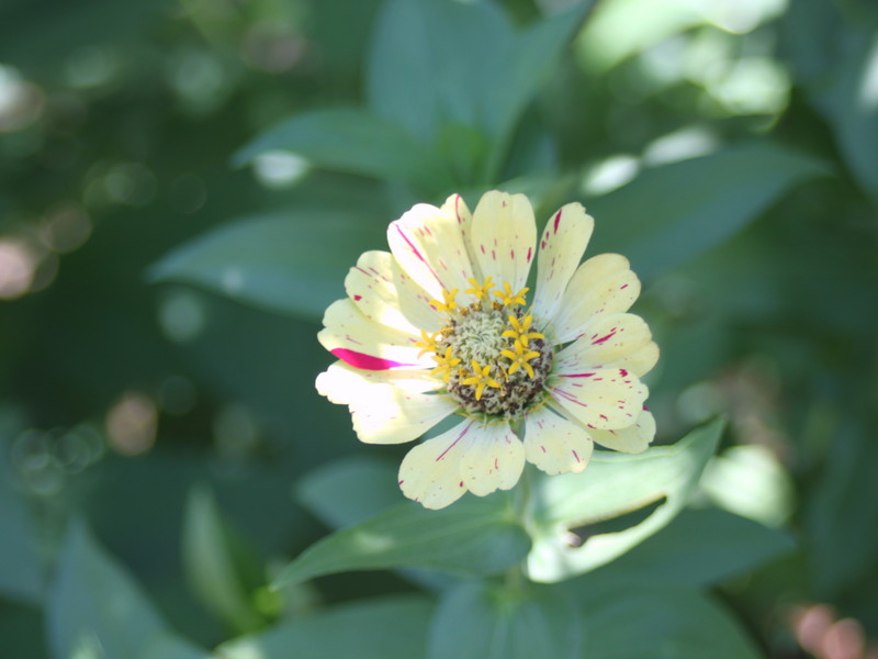 絞り咲きヒャクニチソウ