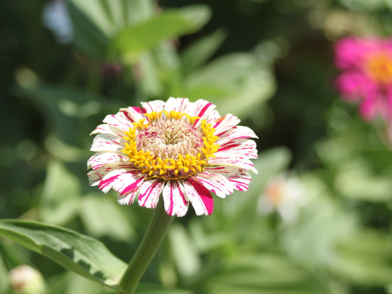 絞り咲きヒャクニチソウ2