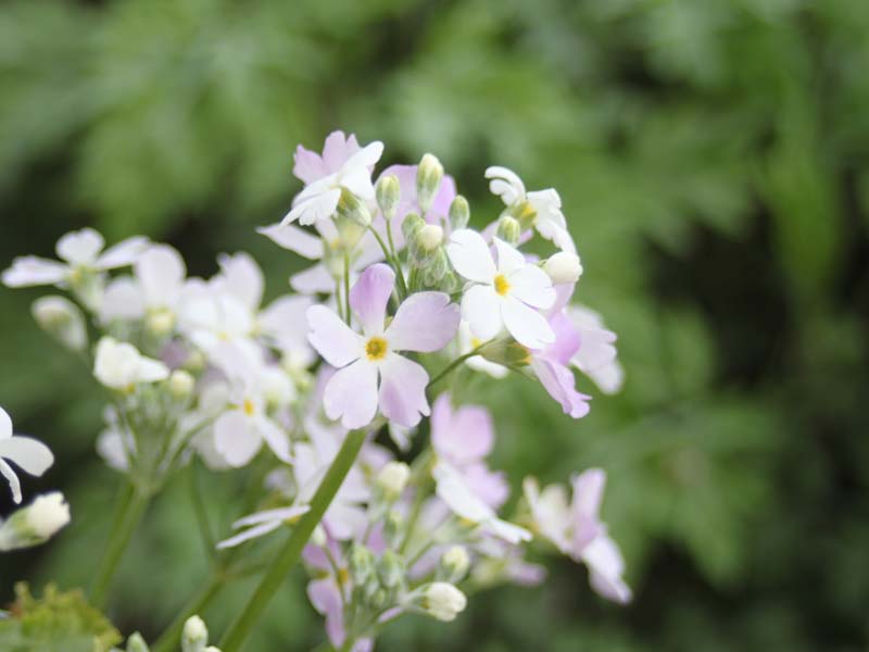 薄ピンクのプリムラ2