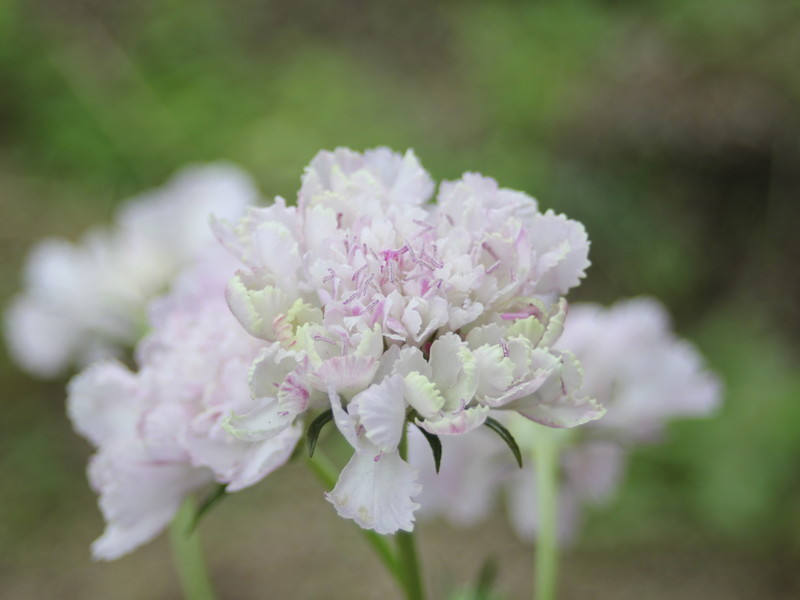 薄紫のスカビオサ