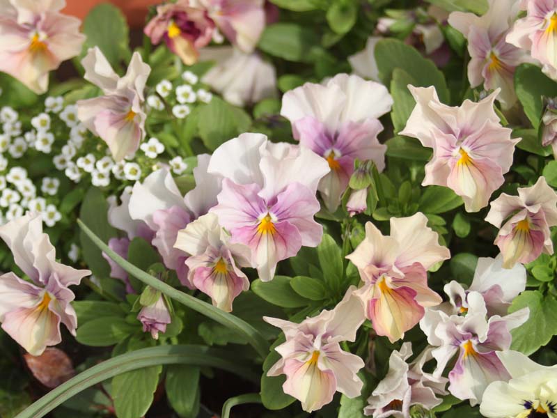 薄紫のフリル咲きビオラ