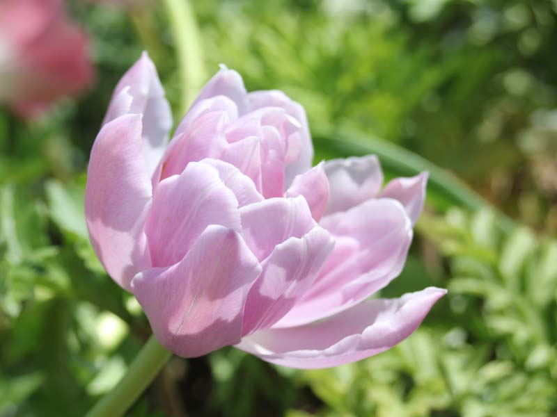 薄紫の八重咲きチューリップ