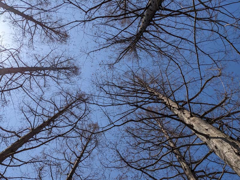 見上げたメタセコイアの枯れ木