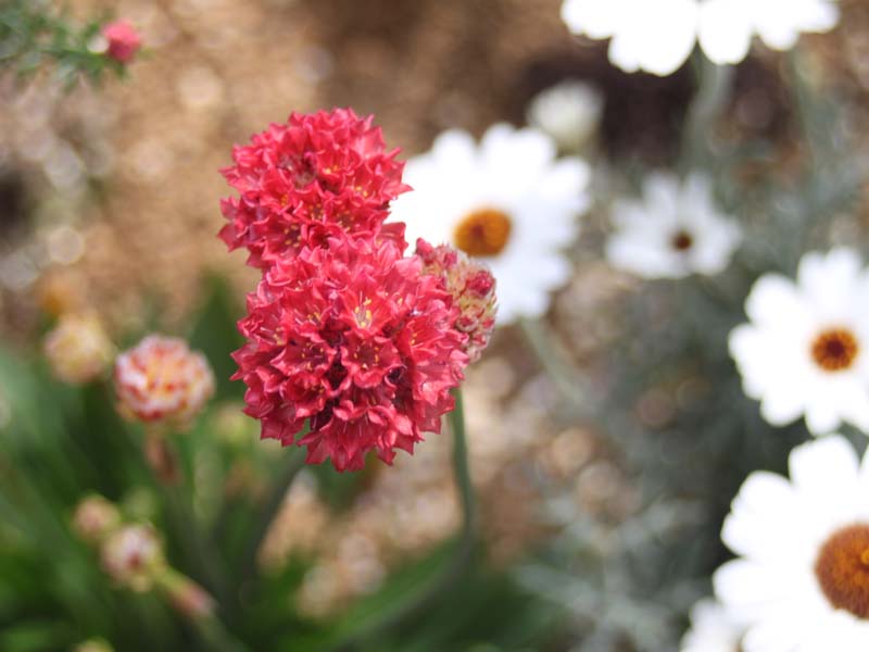 赤いアルメリア