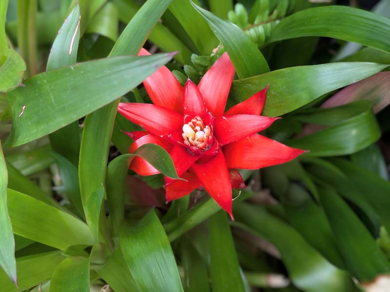 赤いグズマニア